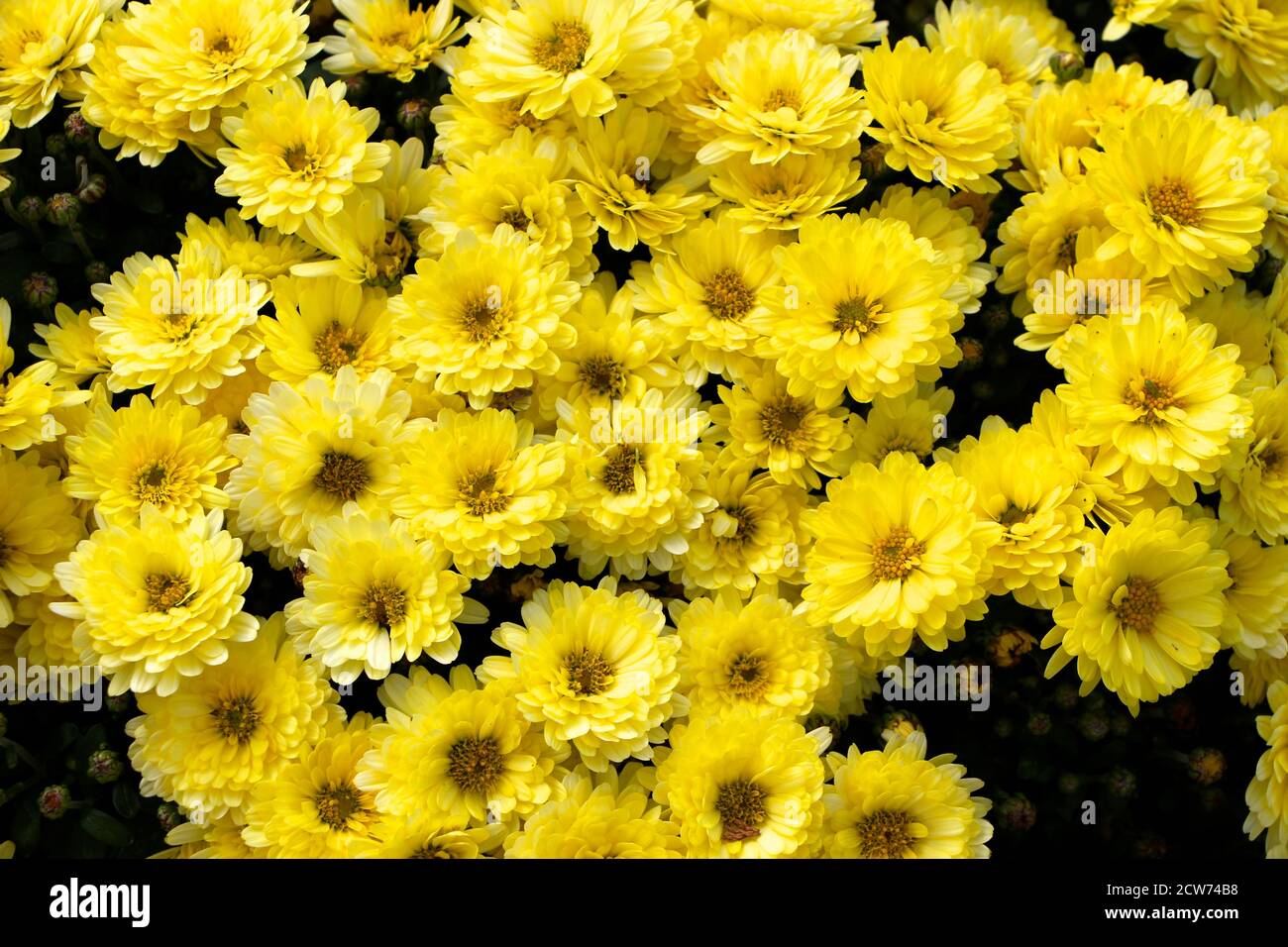 Bushy aster (Aster dumosus 'Rosenwichtel') yellow flowers with a yellow centre growing outside on a patio in an English garden Autumn 2020 Stock Photo