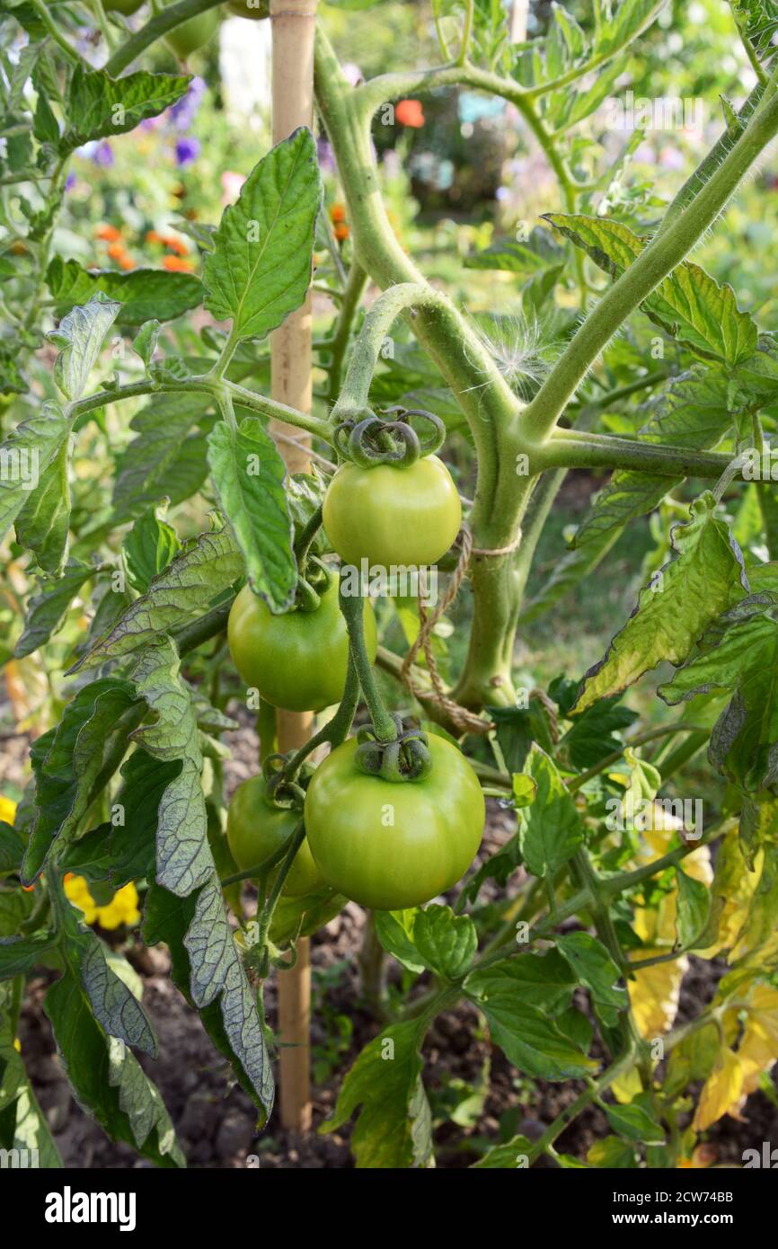 Green unripe Ferline tomatoes grow on the vine of an indeterminate tomato plant in a rural allotment. Solanum lycopersicum L. Stock Photo