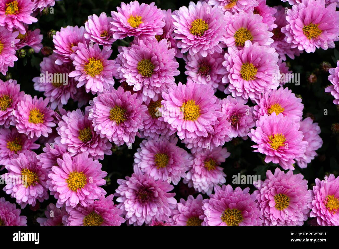 Bushy aster (Aster dumosus 'Rosenwichtel') pink flowers with a yellow centre growing outside on a patio in an English garden Autumn 2020 Stock Photo