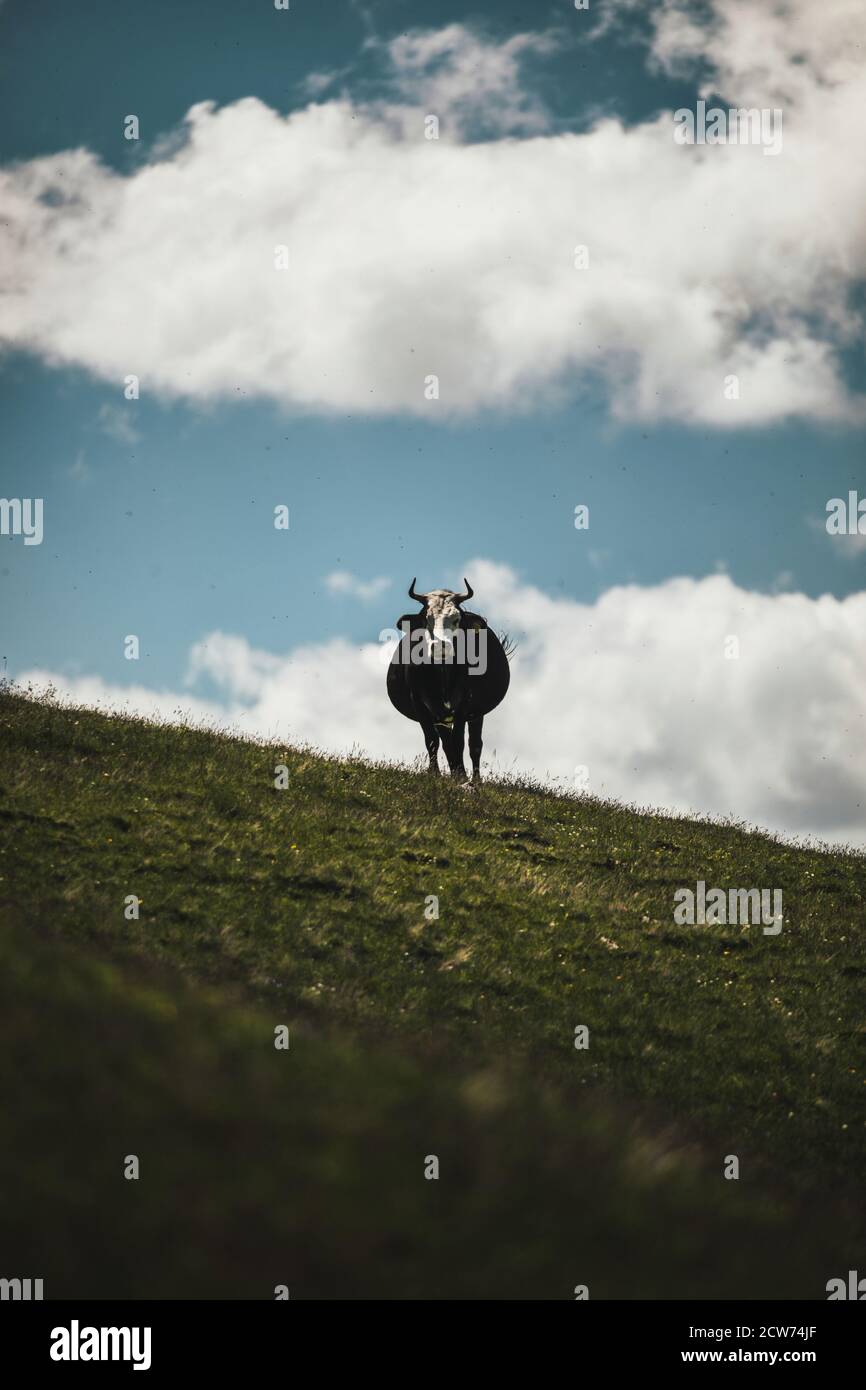 A cow grazing on a green pasture surrounded in the mountains Stock ...