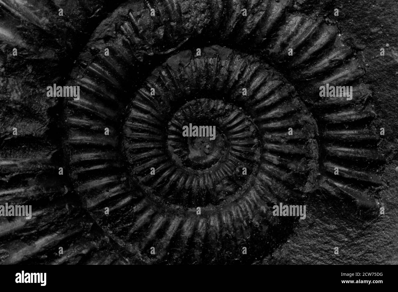 Minimalistic macrophoto of a black ammonite. Stock Photo