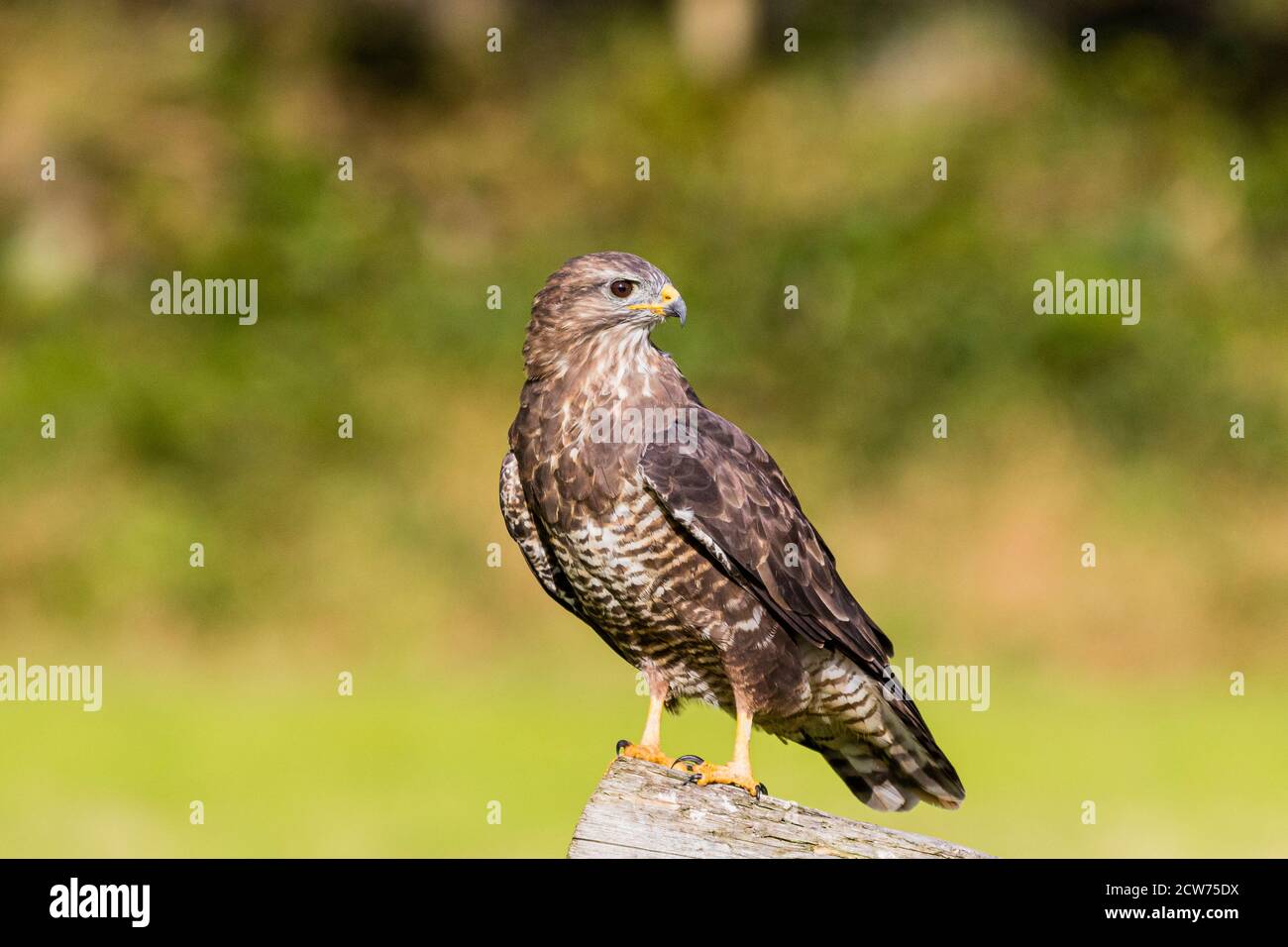 Common buzzard in mid Wales late summer sunshine. Stock Photo