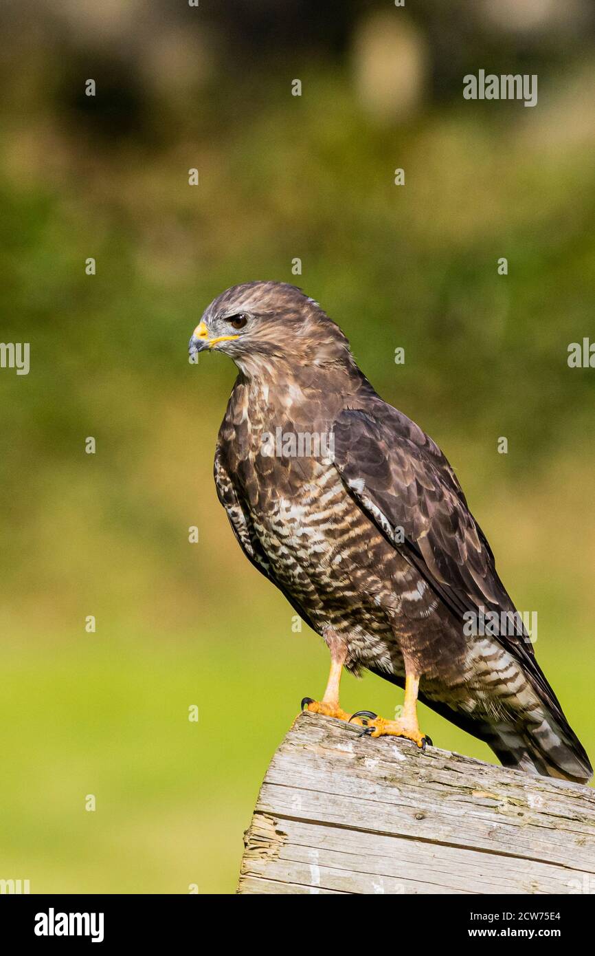 Common buzzard in mid Wales late summer sunshine. Stock Photo