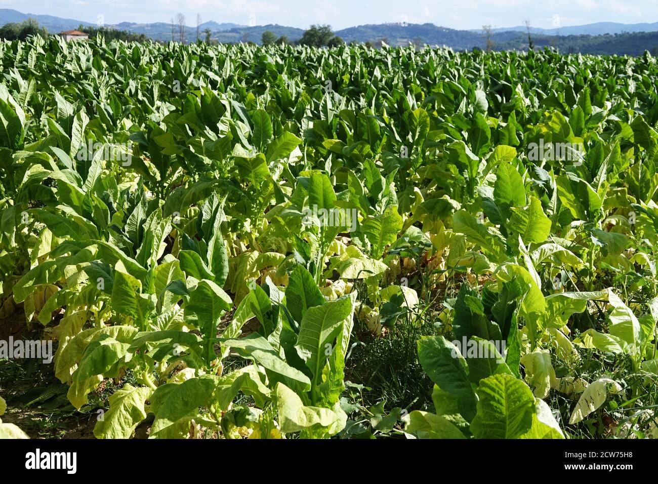 Tuscan tobacco plantation. Sansepolcro, Tuscany / Italy Stock Photo