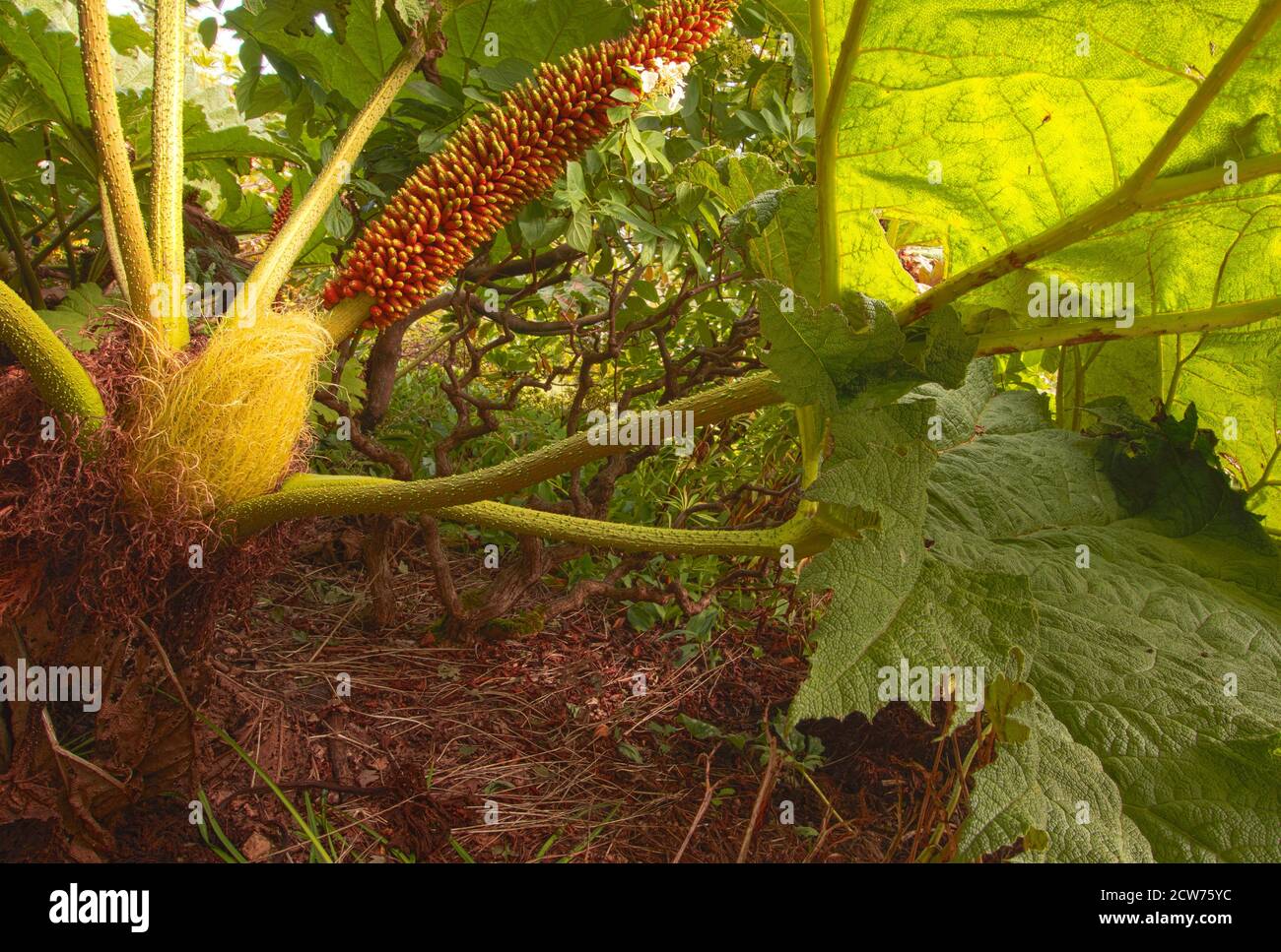 Gunnera plant showing underside of leaf and fruit as well as structure Stock Photo