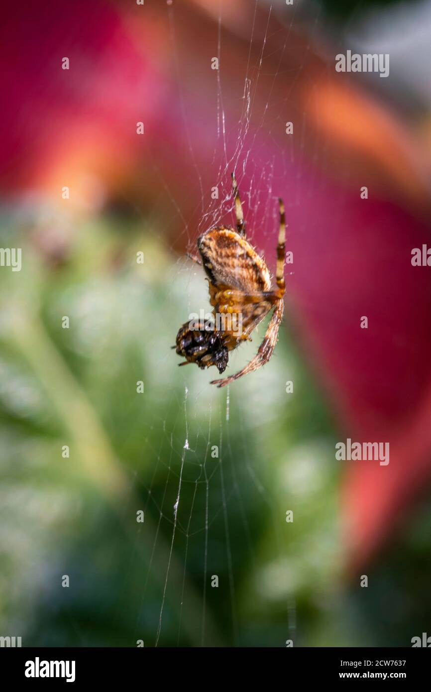 Spider with prey in web with out of focus apple in background, in a London urban garden Stock Photo