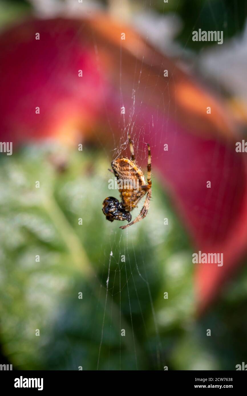 Spider with prey in web with out of focus apple in background, in a London urban garden Stock Photo