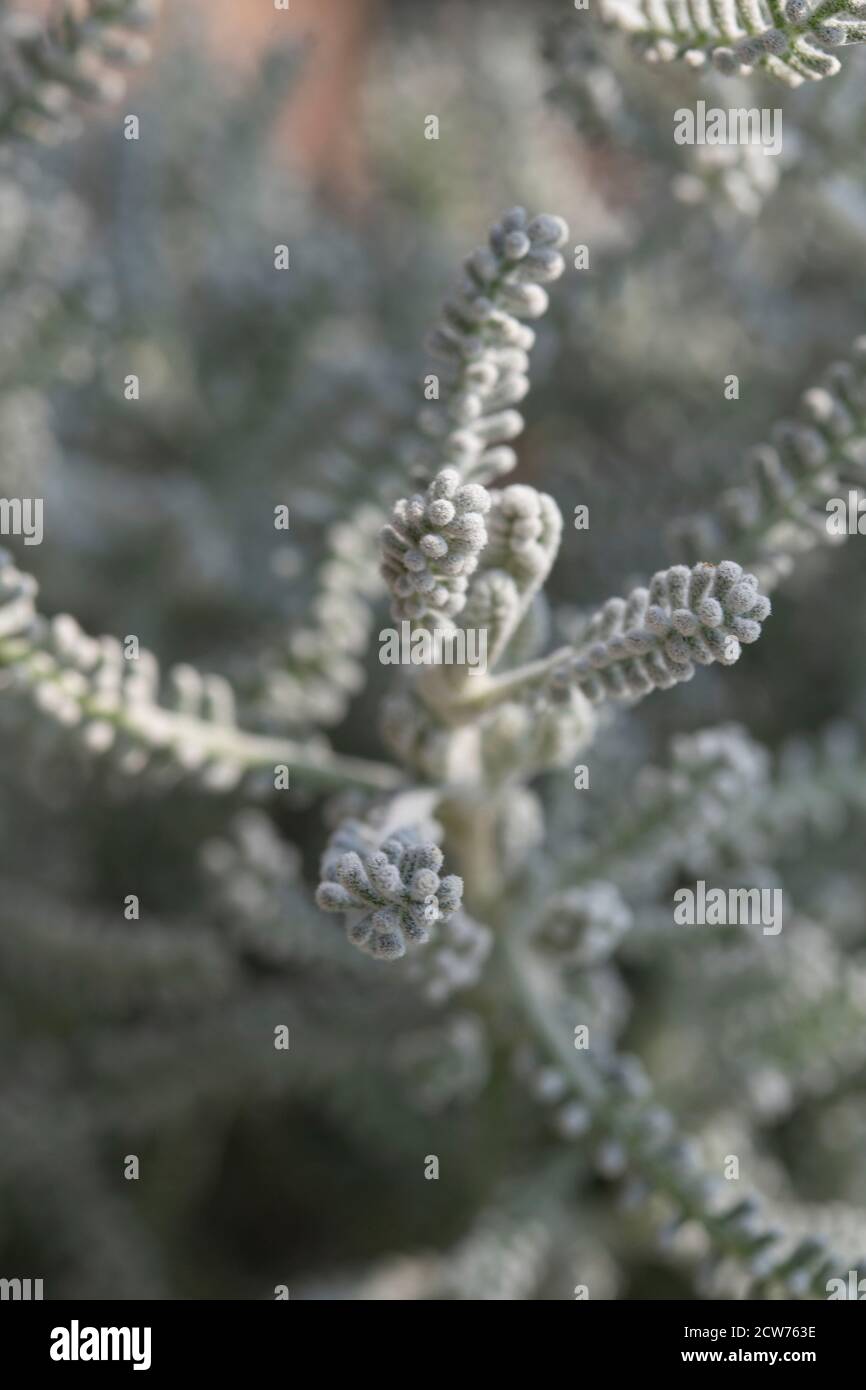 Santolina Chamaecyparissus silvery grey foliage in close up showing structure Stock Photo