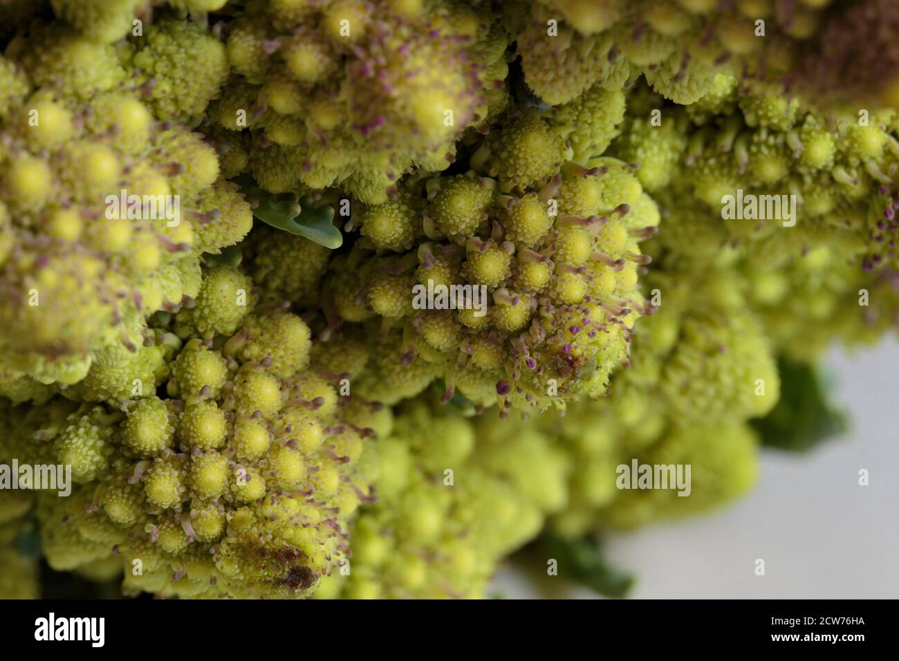 close up macro detail shot of the bud of a romanesco cauliflower or broccoli showing its fractal shape on a soft white background Stock Photo