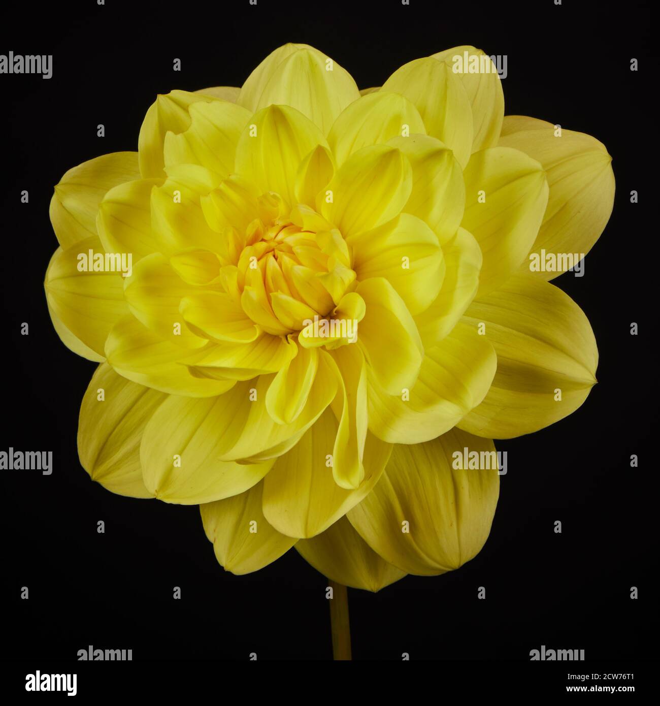 A beautiful single yellow Dahlia flower Stock Photo