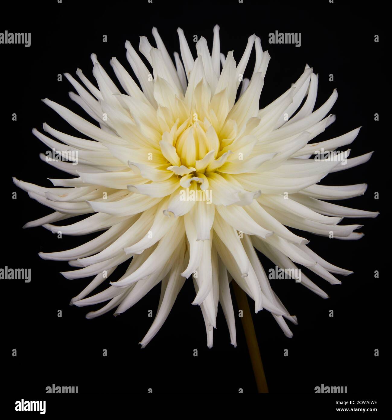 Spiky dahlia dahlias hi-res stock photography and images - Alamy