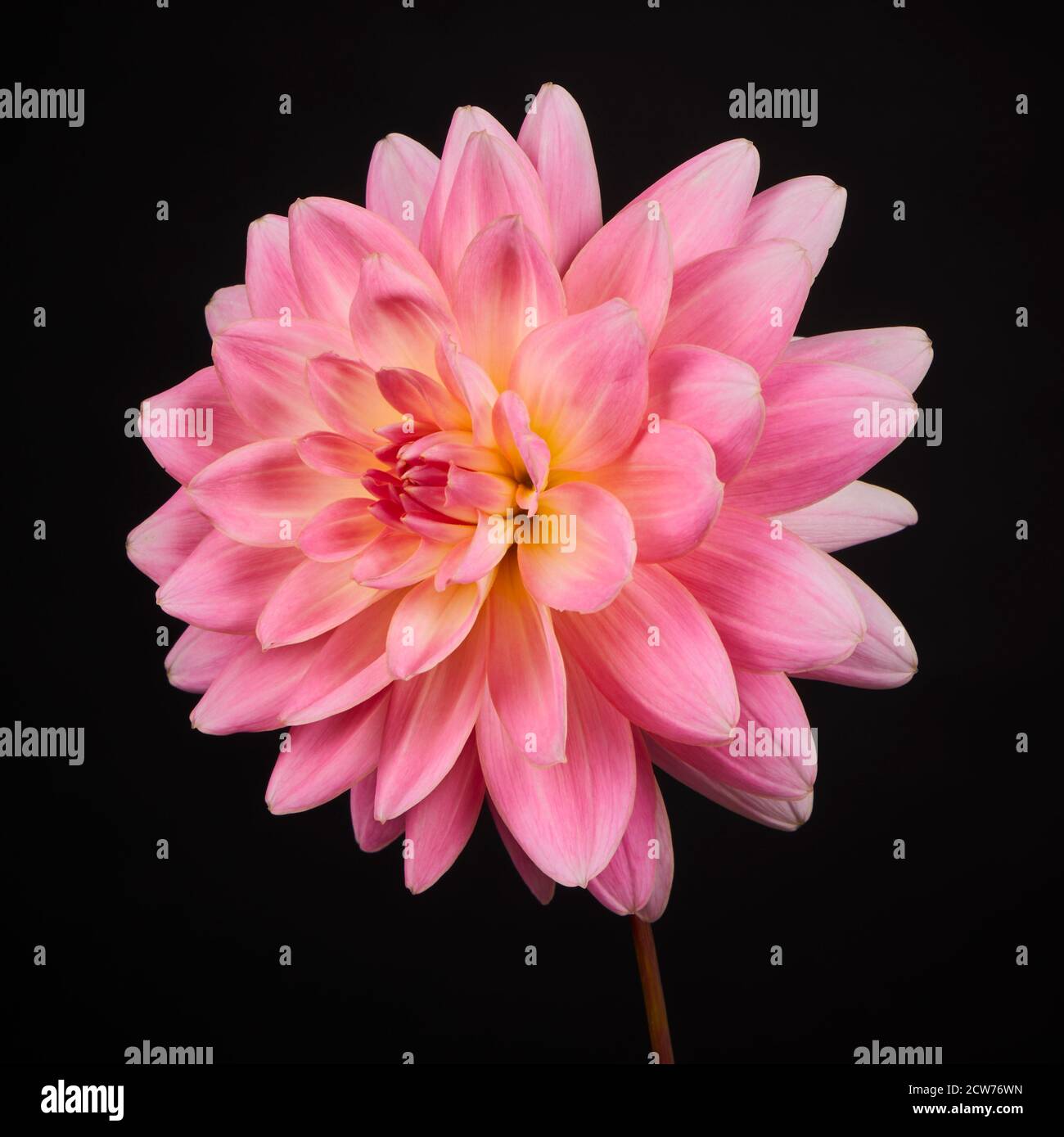 Pale dahlia garden border hi-res stock photography and images - Alamy