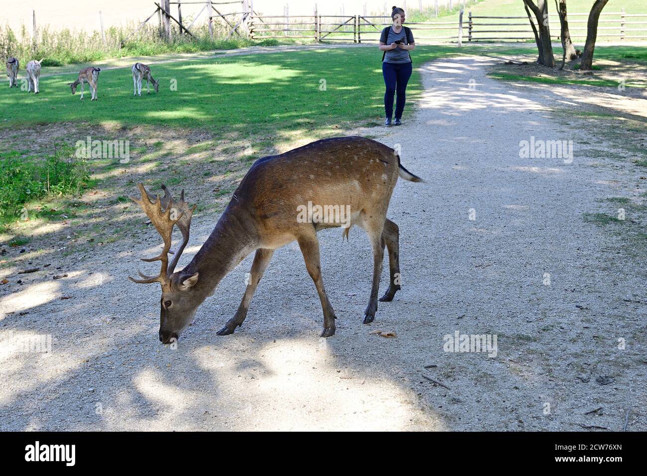 Ernstbrunn, Lower Austria, Austria. Sika deer (Cervus nippon) in the animal park Stock Photo
