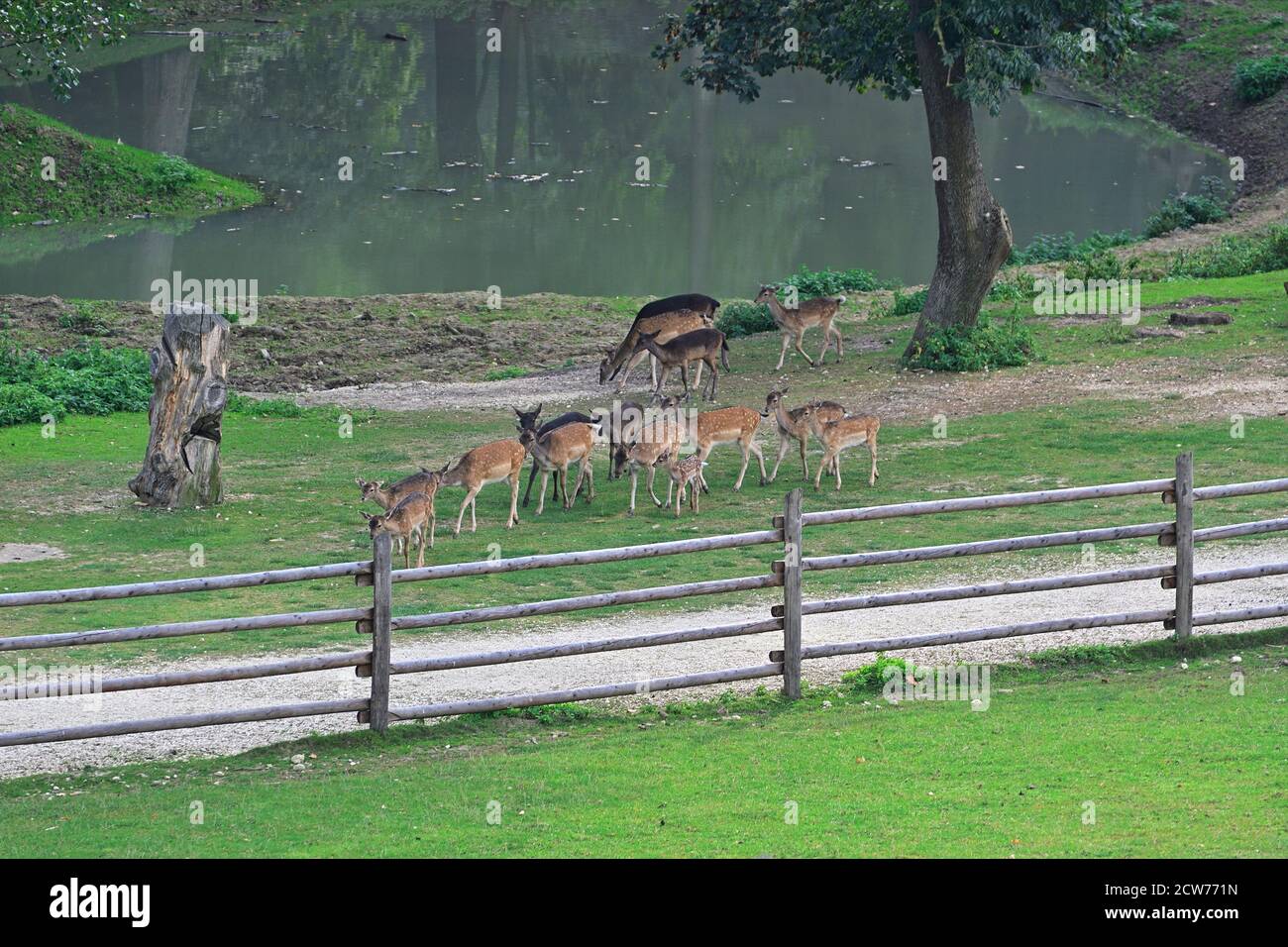 Ernstbrunn, Lower Austria, Austria. Sika deer (Cervus nippon) in the animal park Stock Photo