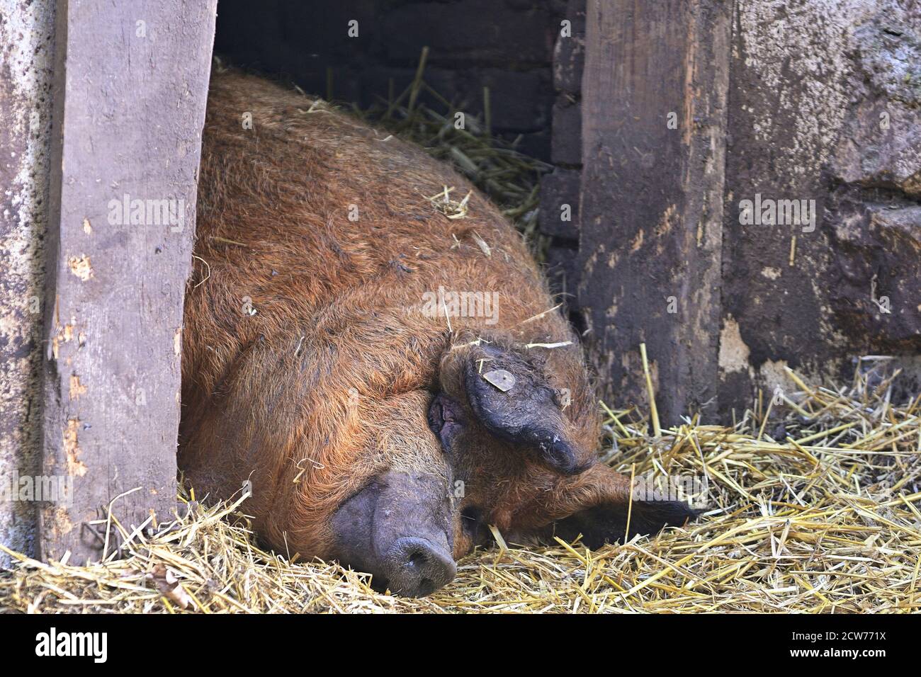 Ernstbrunn, Lower Austria, Austria. Sleeping pot-bellied pig (Sus scrofa domesticus) in the enclosure Stock Photo