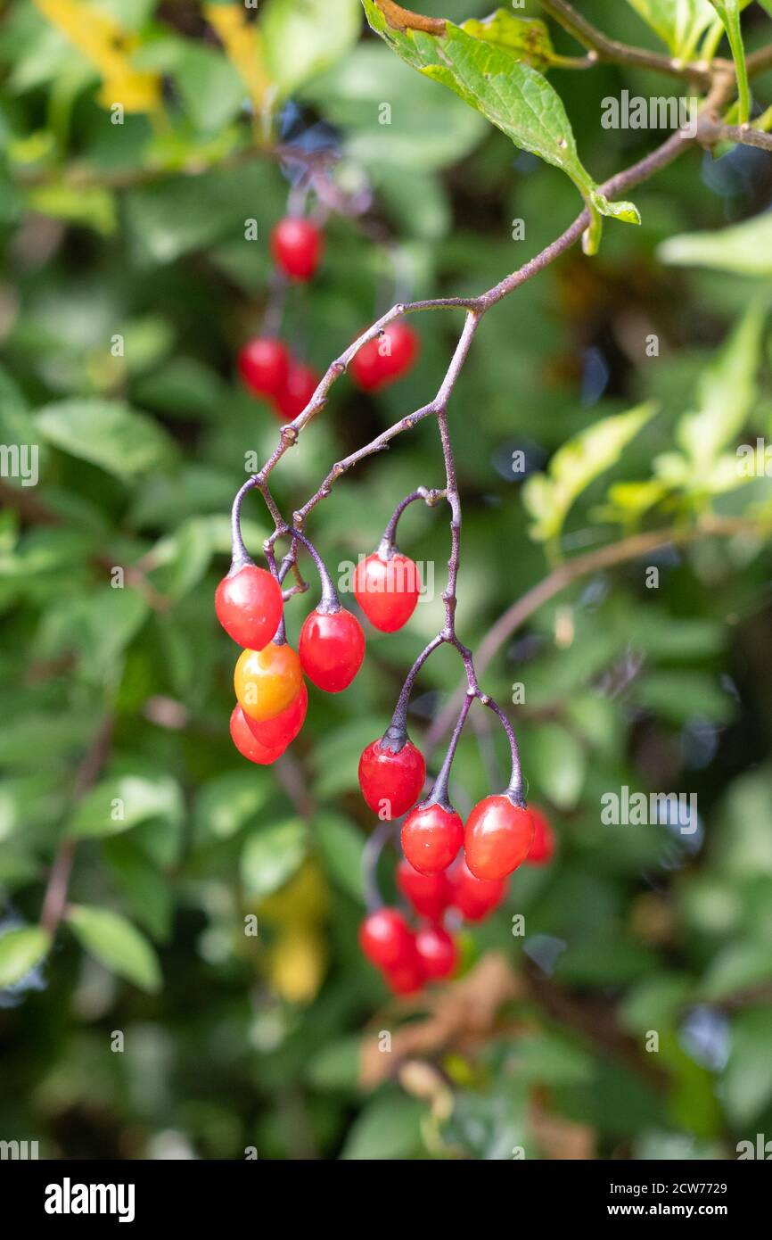 Bittersweet nightshade Solanum dulcamara toxic berries in autumn