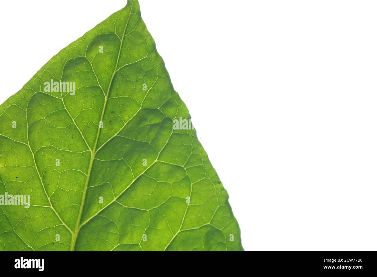 tobacco price list 2025 USA: Cigarette Prices