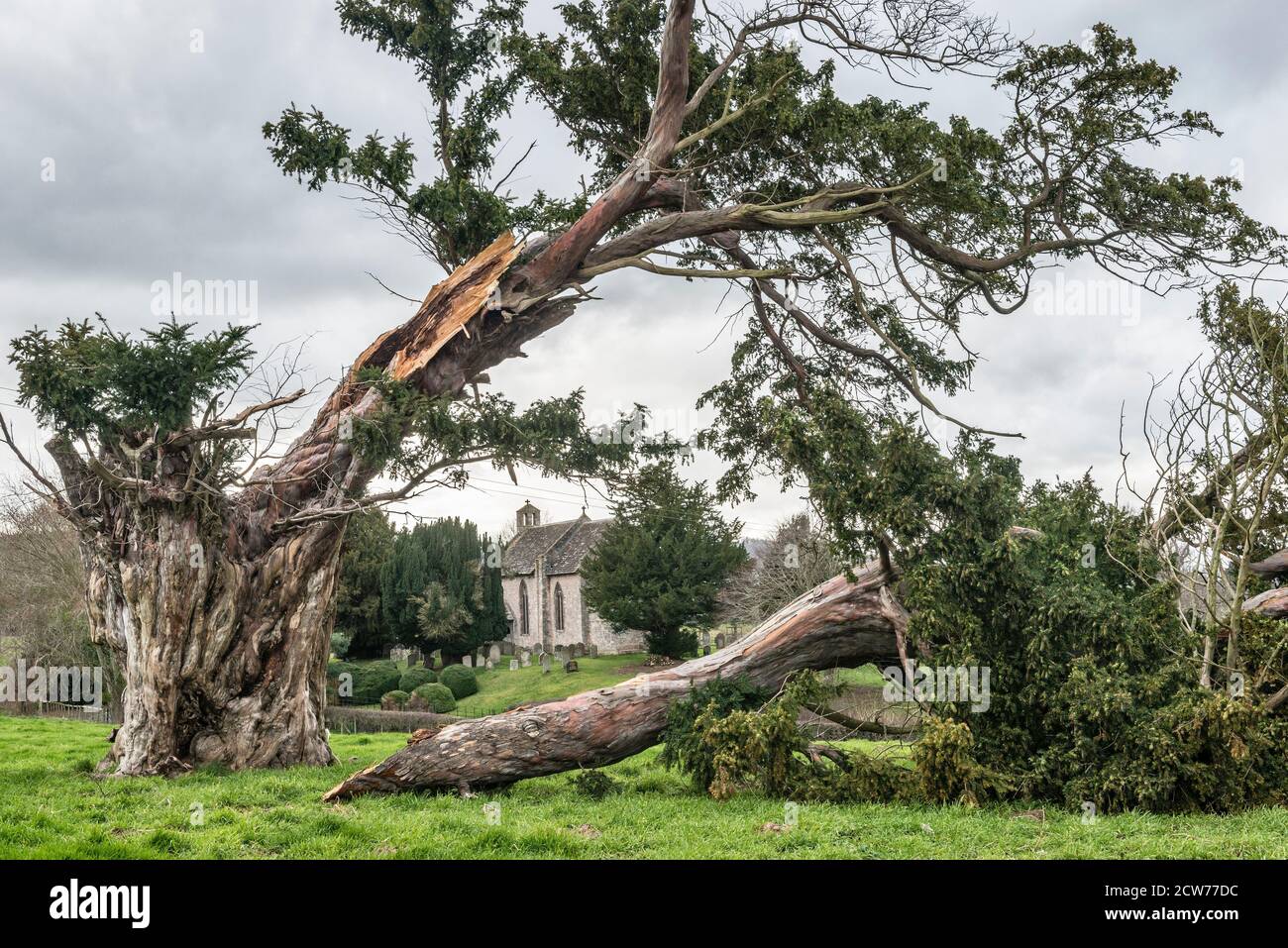 An ancient yew in Moccas Park, Herefordshire, UK, felled by Storm Dennis in early 2020. In the background the 12c church of St Michael and All Angels Stock Photo