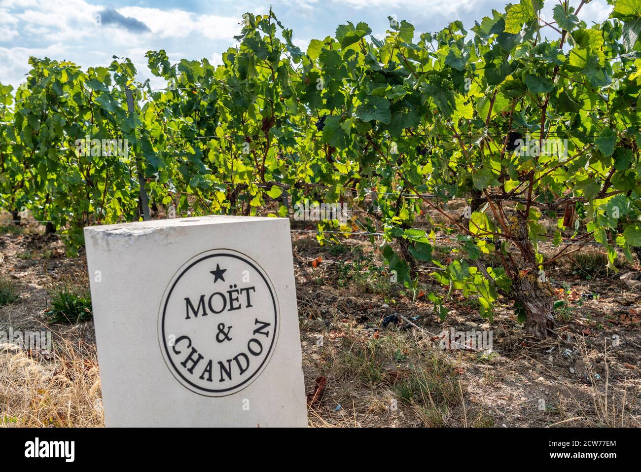 Weinanbau in der Champagne, Montagne de Reims, Moet & Chandon, Route du Champagne, Frankreich Stock Photo