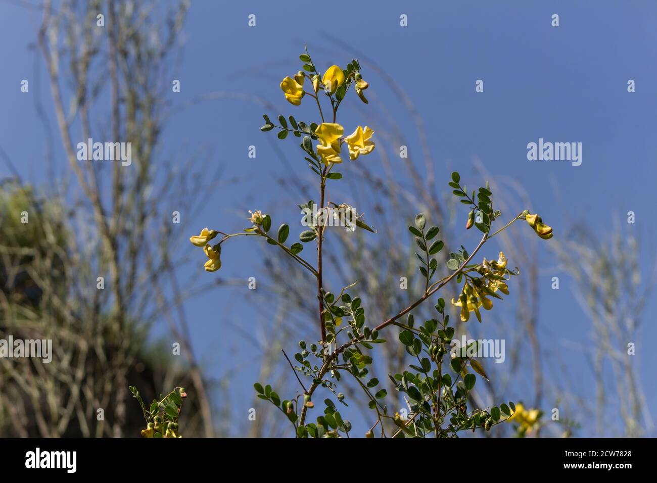Colutea arborescens Hispanica, Bladder senna Plant in Flower Stock Photo