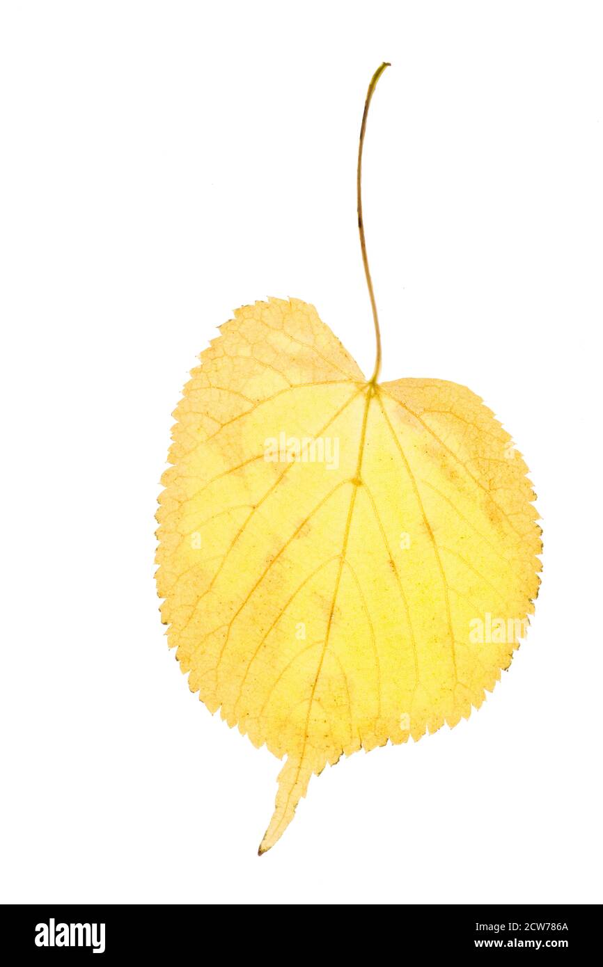 yellow autumn leaf isolated on white background Stock Photo - Alamy