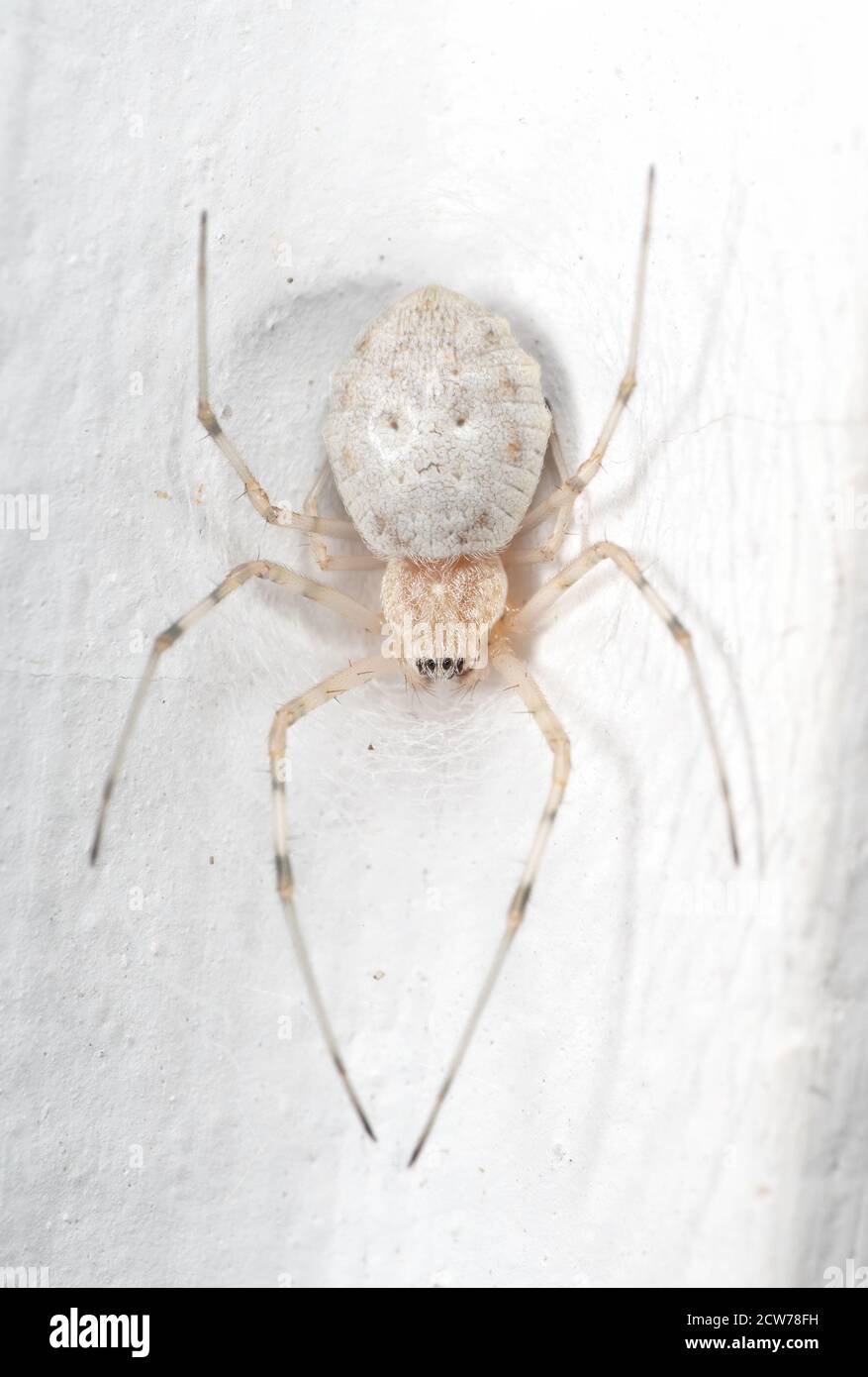 Macro Photography of Spider on Spider Web on White Wall Stock Photo - Alamy