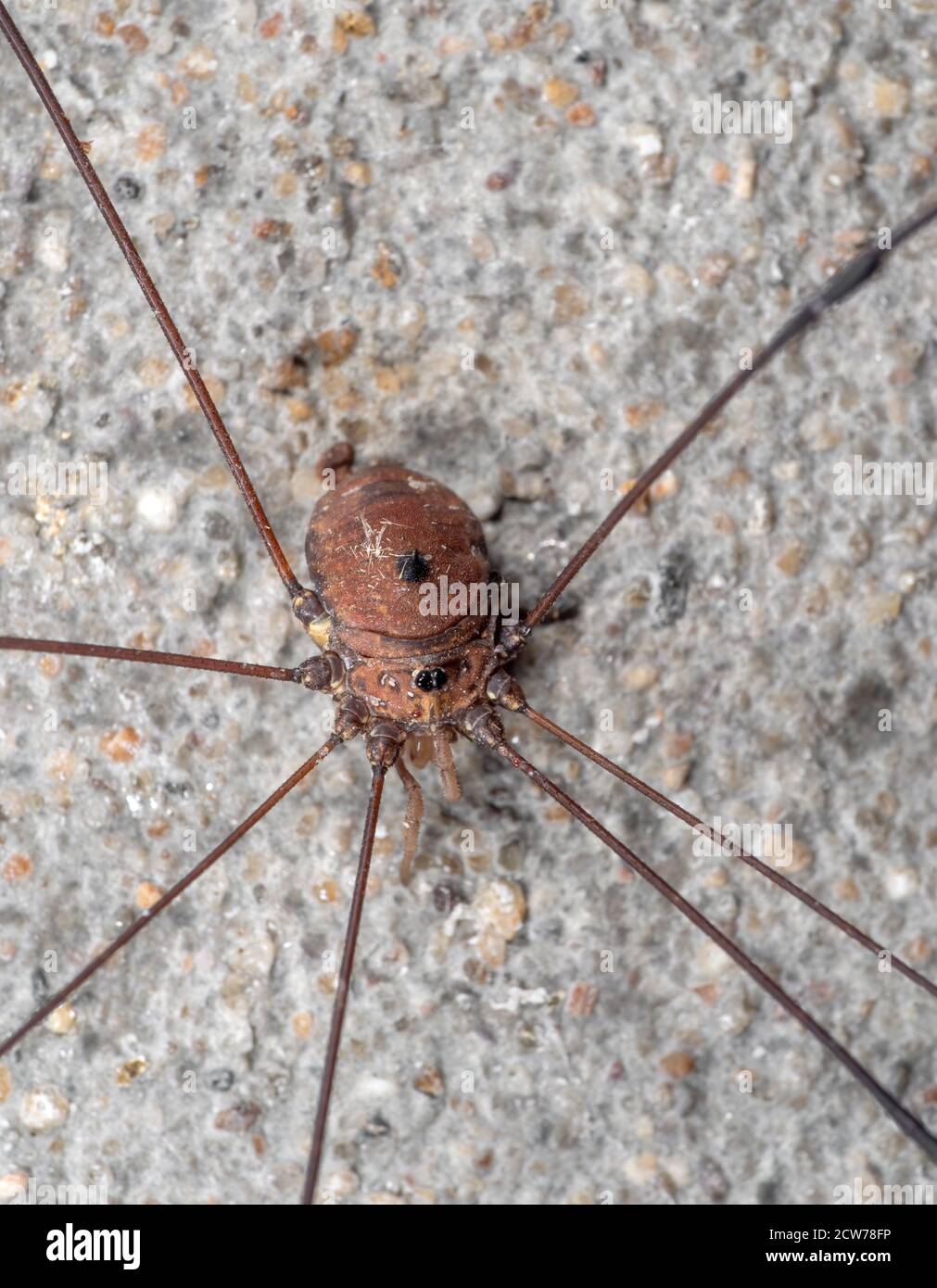 Macro Photography of Harvestman or Daddy Longlegs on The Wall Stock Photo