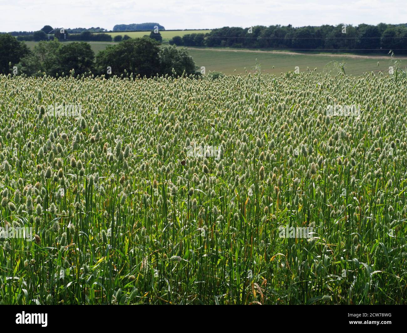 Standing crop of canary seed. (Phalaris canariensis) UK Stock Photo