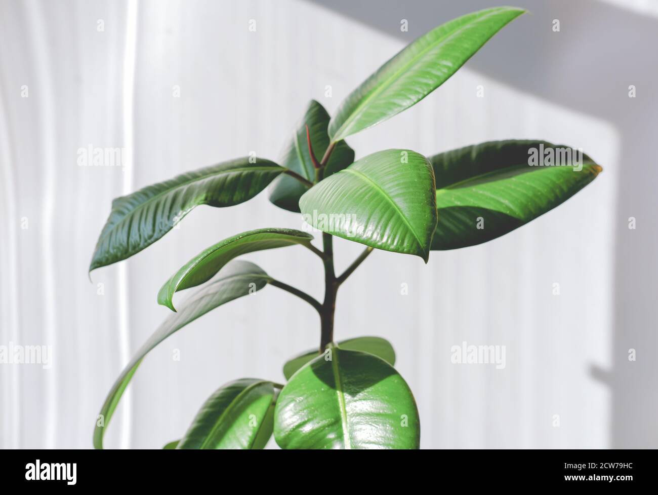 Modern houseplants. Ficus Elastica Burgundy or Rubber Plant. Minimal