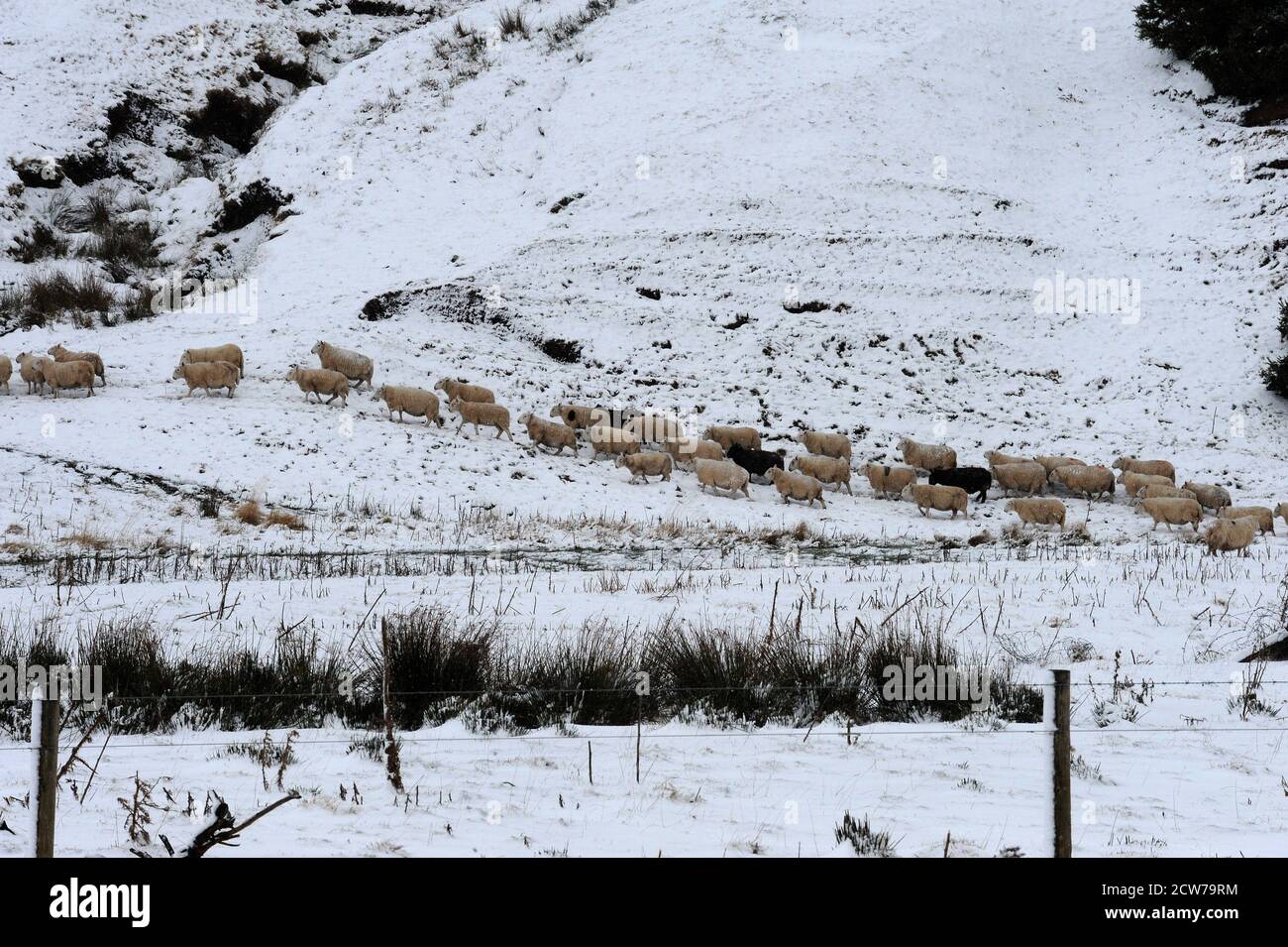 Hill sheep in the winter snow Stock Photo