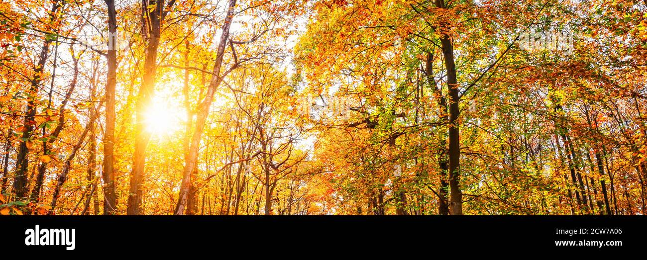 Panorama of trees with sun in a forest in autumn Stock Photo