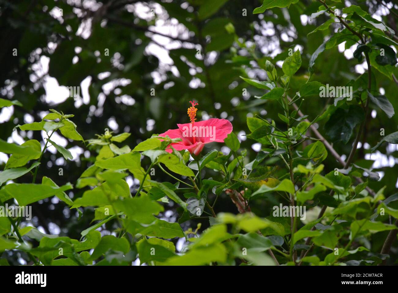 A beautiful hibiscus flower in the middle of green leaves looks beautiful. Stock Photo