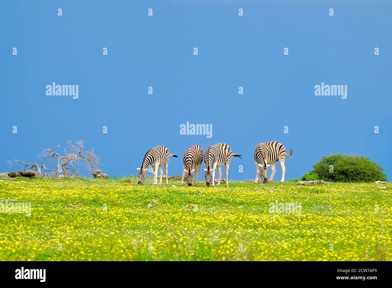Zebras grazing, Equus quagga burchellii, on a yellow flower field. Colorful African scenery in Etosha National Park, Namibia, Africa.. Stock Photo