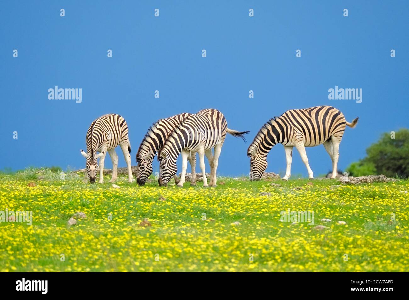 Burchell's Zebra herd, Equus quagga burchellii, is grazing in a yellow flower field. Colorful African scenery in Etosha National Park, Namibia, Africa. Stock Photo