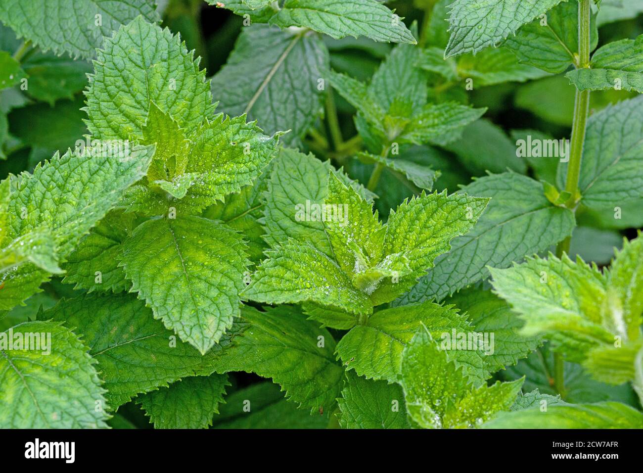 fresh garden mint plants growing in organic household garden Stock Photo