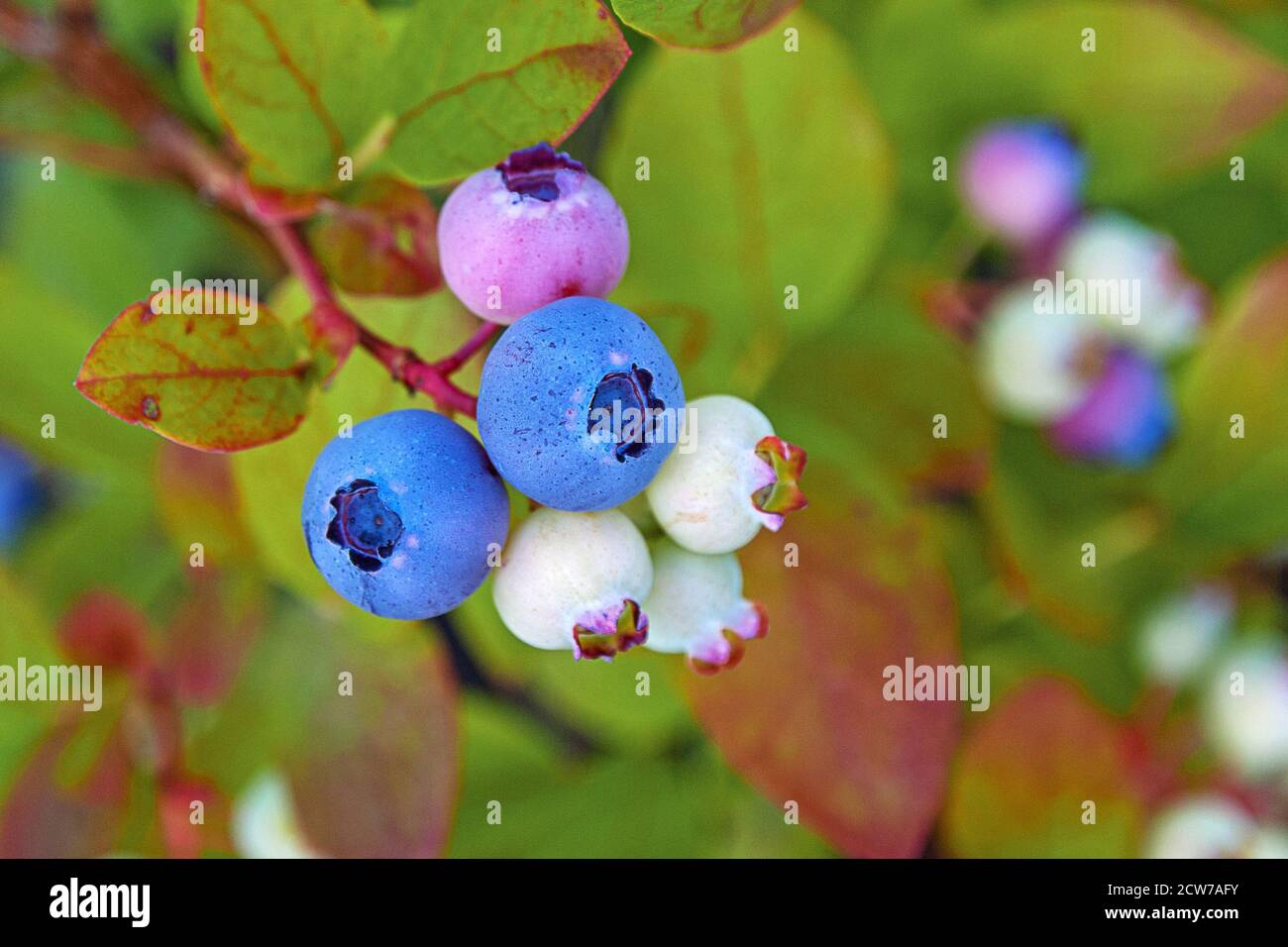 blueberry plant in autumn garden with blueberries ripening Stock Photo