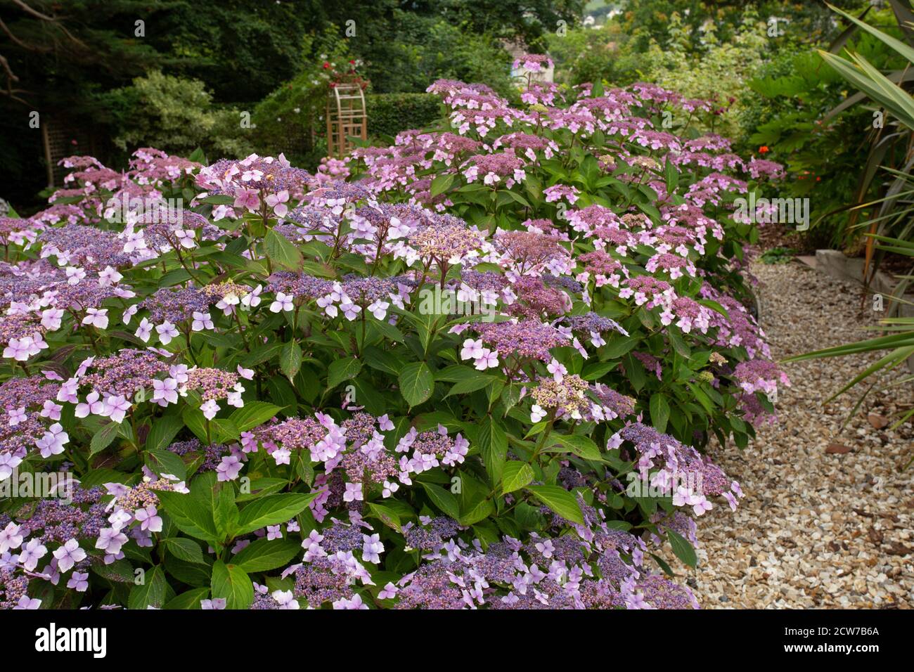 Hydrangea Bluebird, tinged with pink due to alkaline soil, growing in a shady woodland garden in