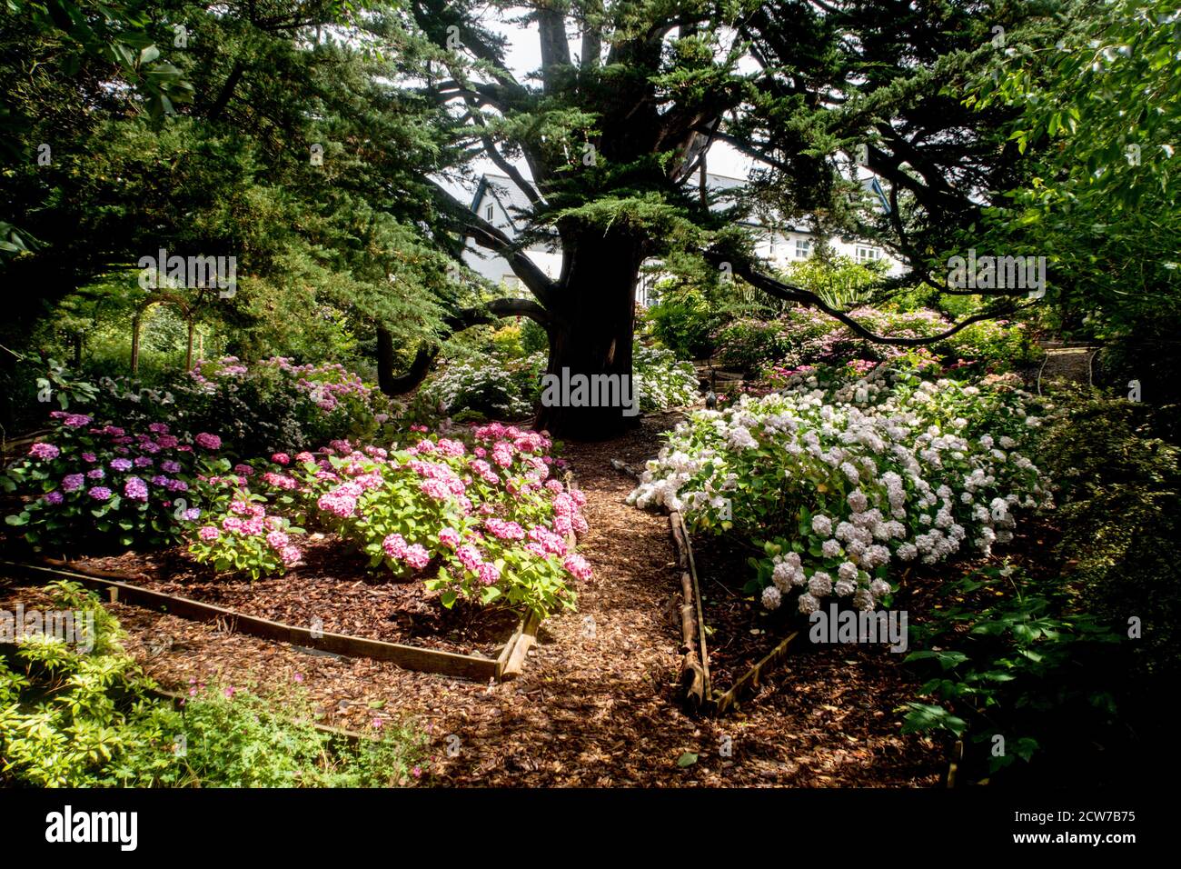 Hydrangeas grown in a shady woodland garden under a Monterey Cyprus tree in Devon. Stock Photo