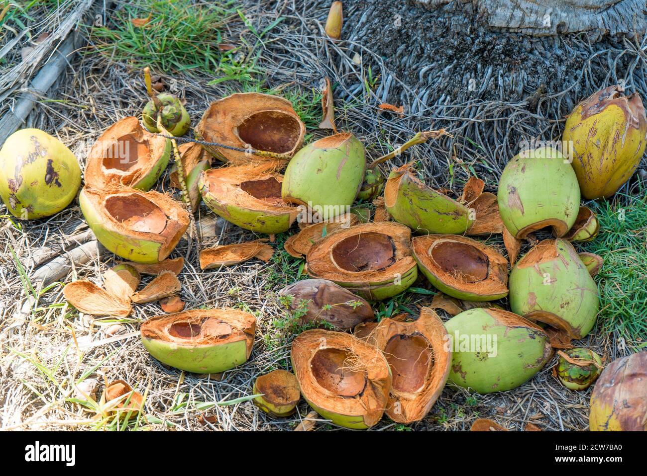 Empty green coconut shell. Used coconut Shells Stock Photo Alamy