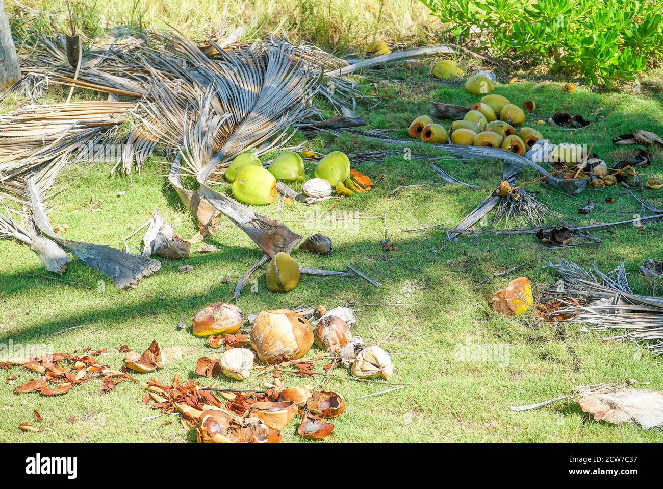 Empty green coconut shell. Used coconut Shells Stock Photo Alamy