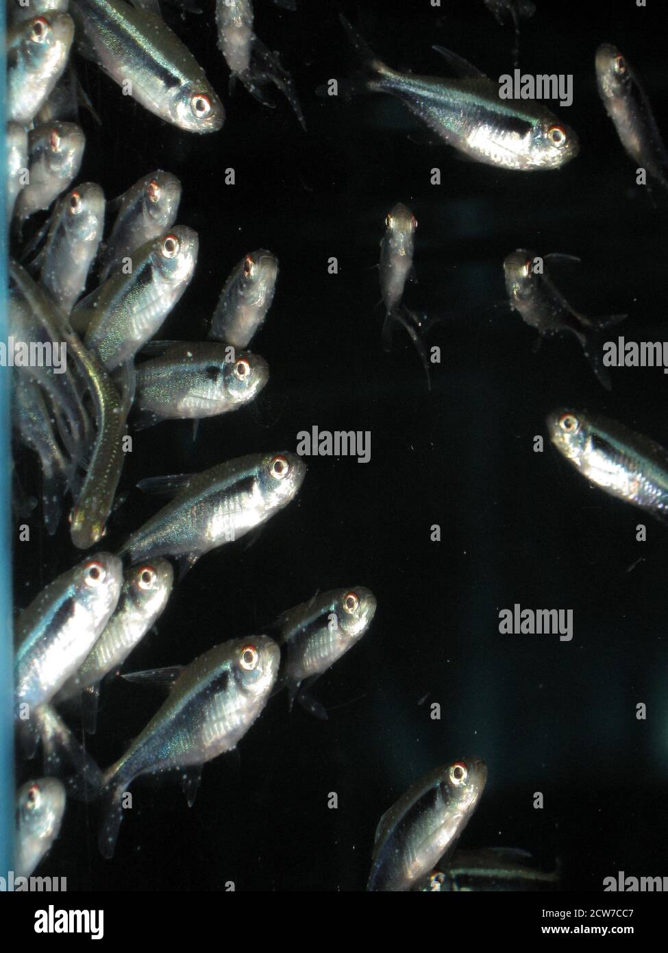 White spot fish disease caused by the ciliate protozoan Ichthyophthirius multifiliis Stock Photo