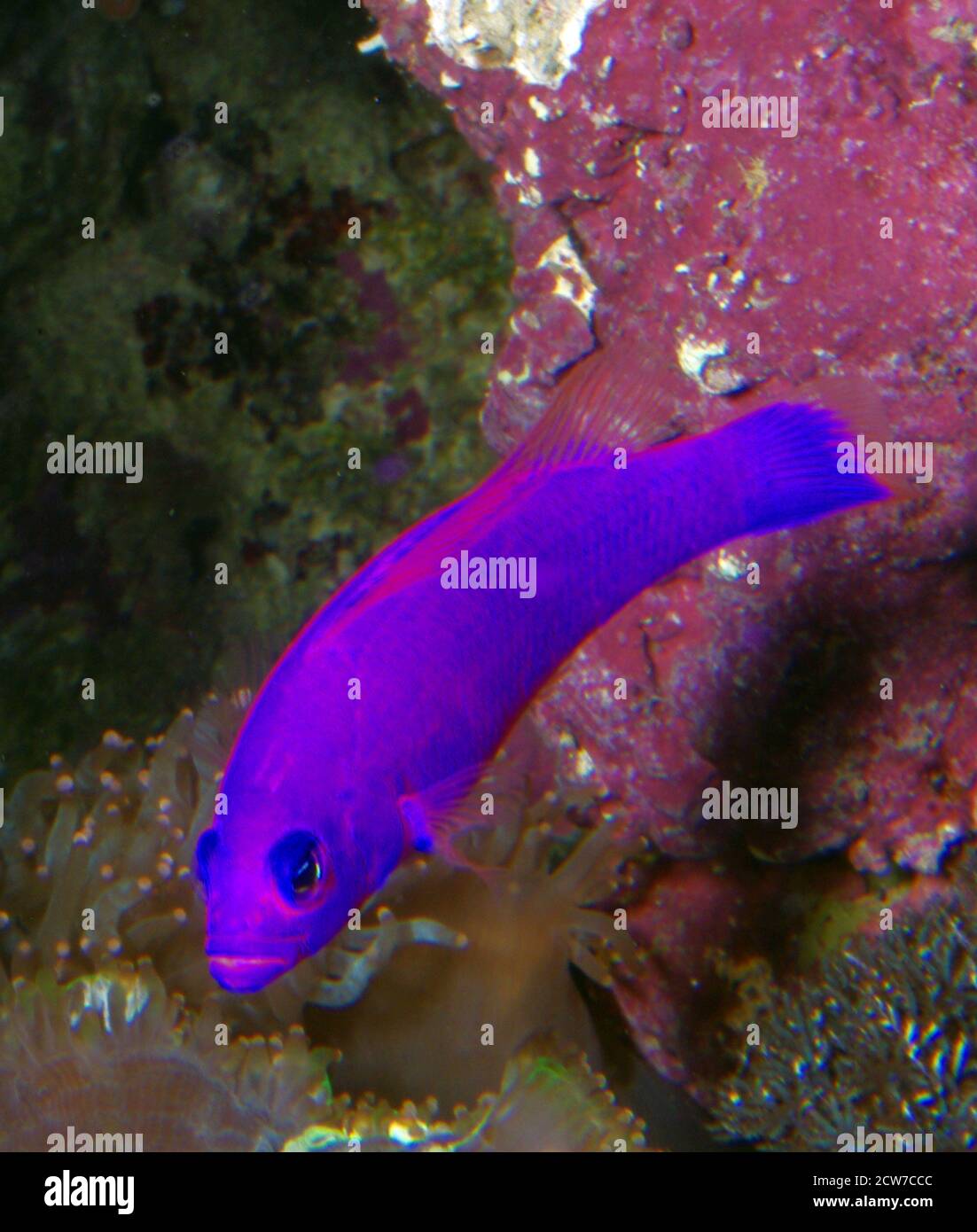 Magenta dottyback, Pseudochromis porphyreus Stock Photo