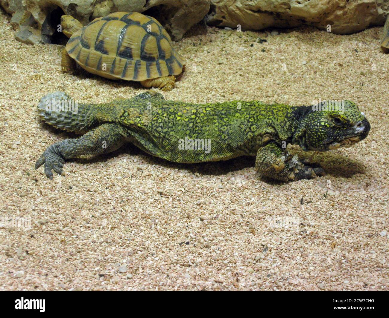 Uromastyx acanthinura, often known as the North African Spiny-tailed Lizard Stock Photo