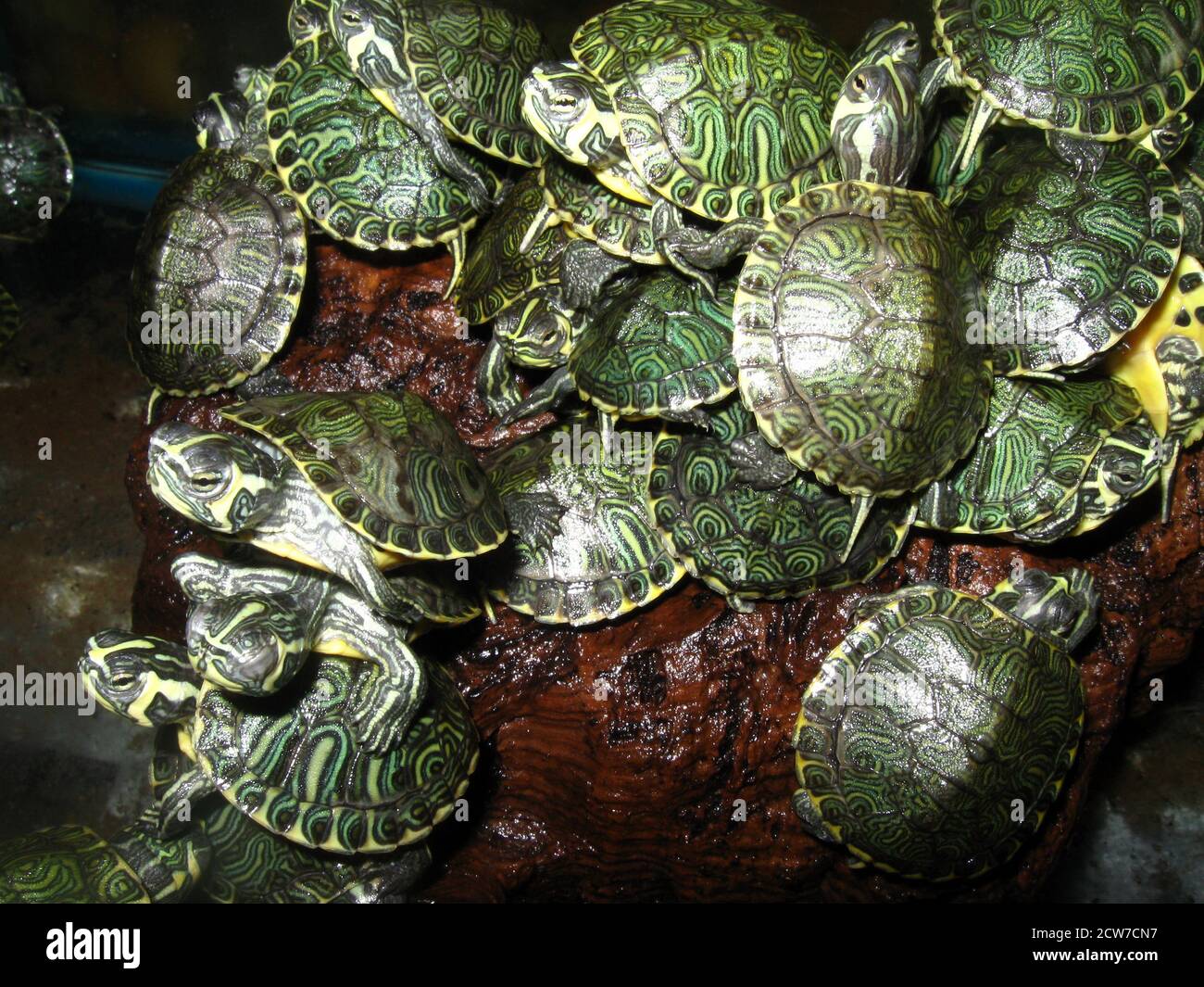 Yellow bellied slider underwater hires stock photography and images