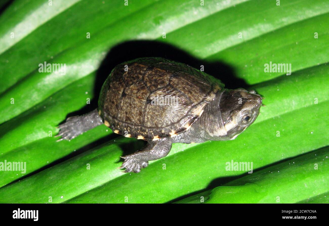 Baby stinkpot turtle, Sternotherus odoratus Stock Photo