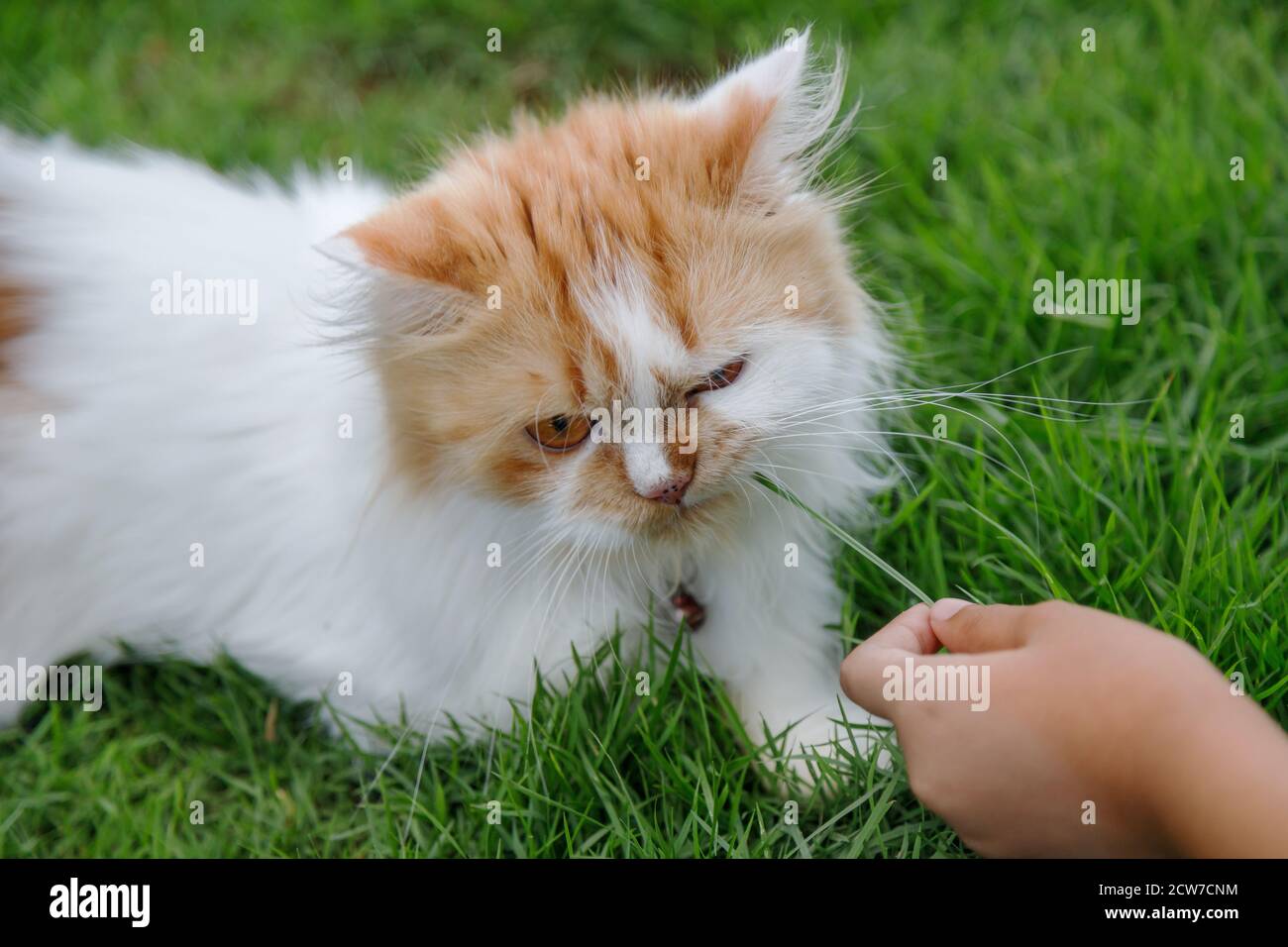 persian cat feeding