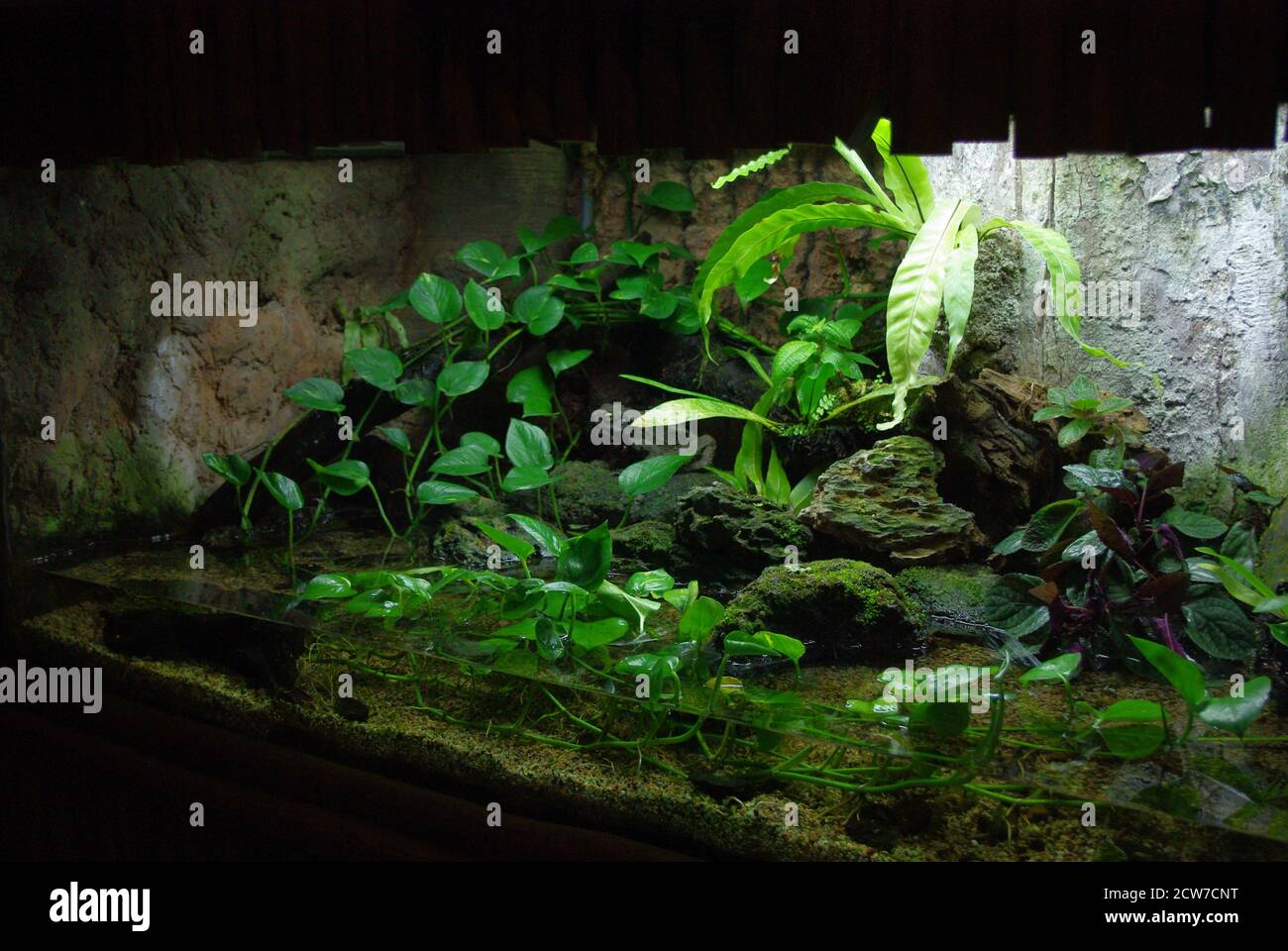 Unbestimmt verdünnen Eis aqua terrarium planting tank Seele
