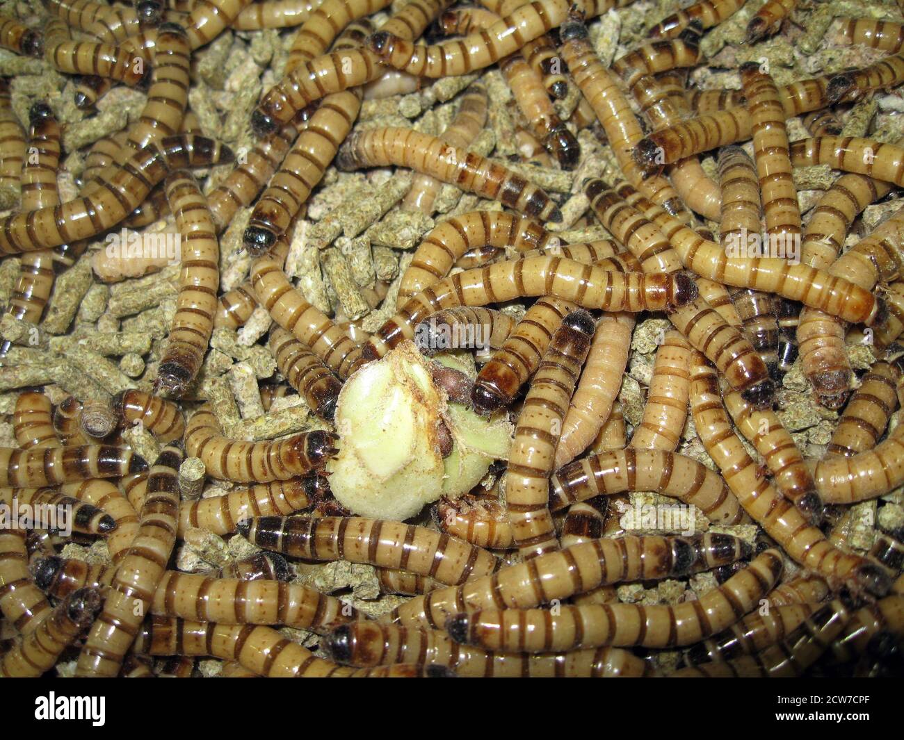 Tenebrio Molitor High Resolution Stock Photography and Images Alamy