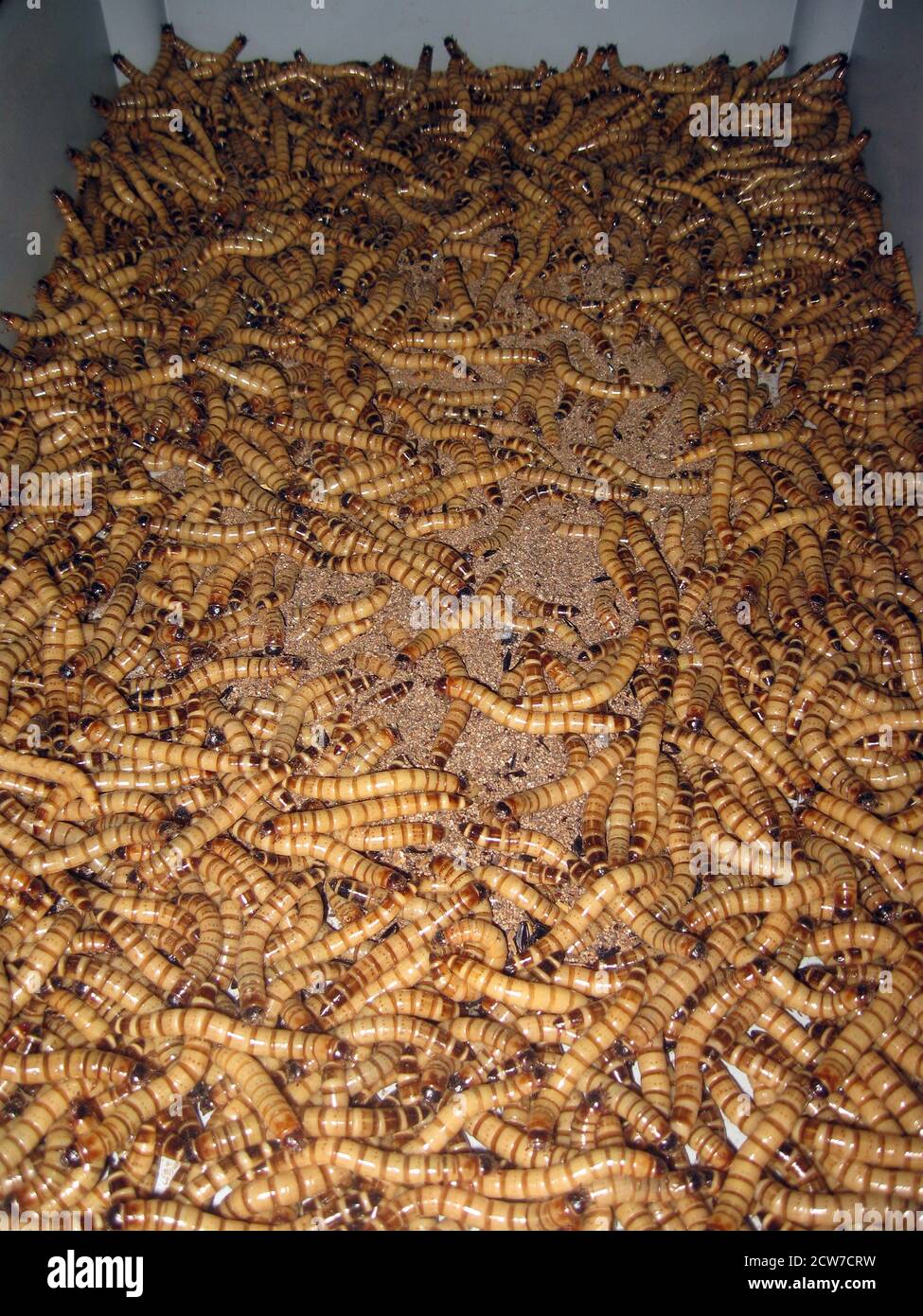 The yellow mealworm, Tenebrio molitor Stock Photo Alamy