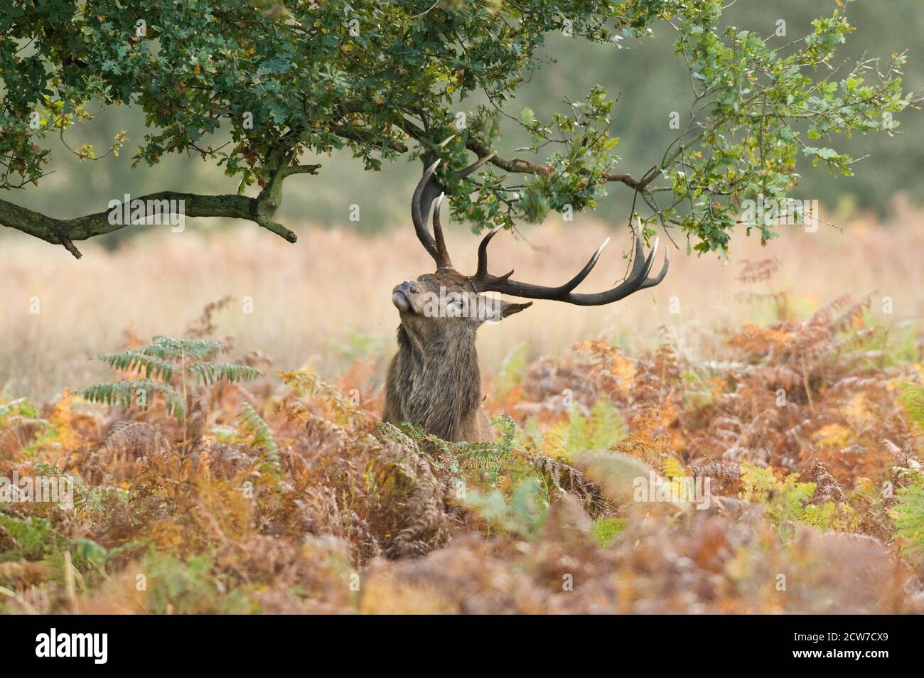 Red deer (Cervus elephus) stag thrashing oak tree. Richmond Park, London, UK Stock Photo